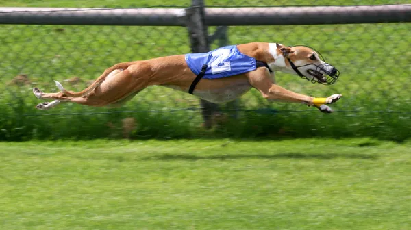 Greyhounds racing