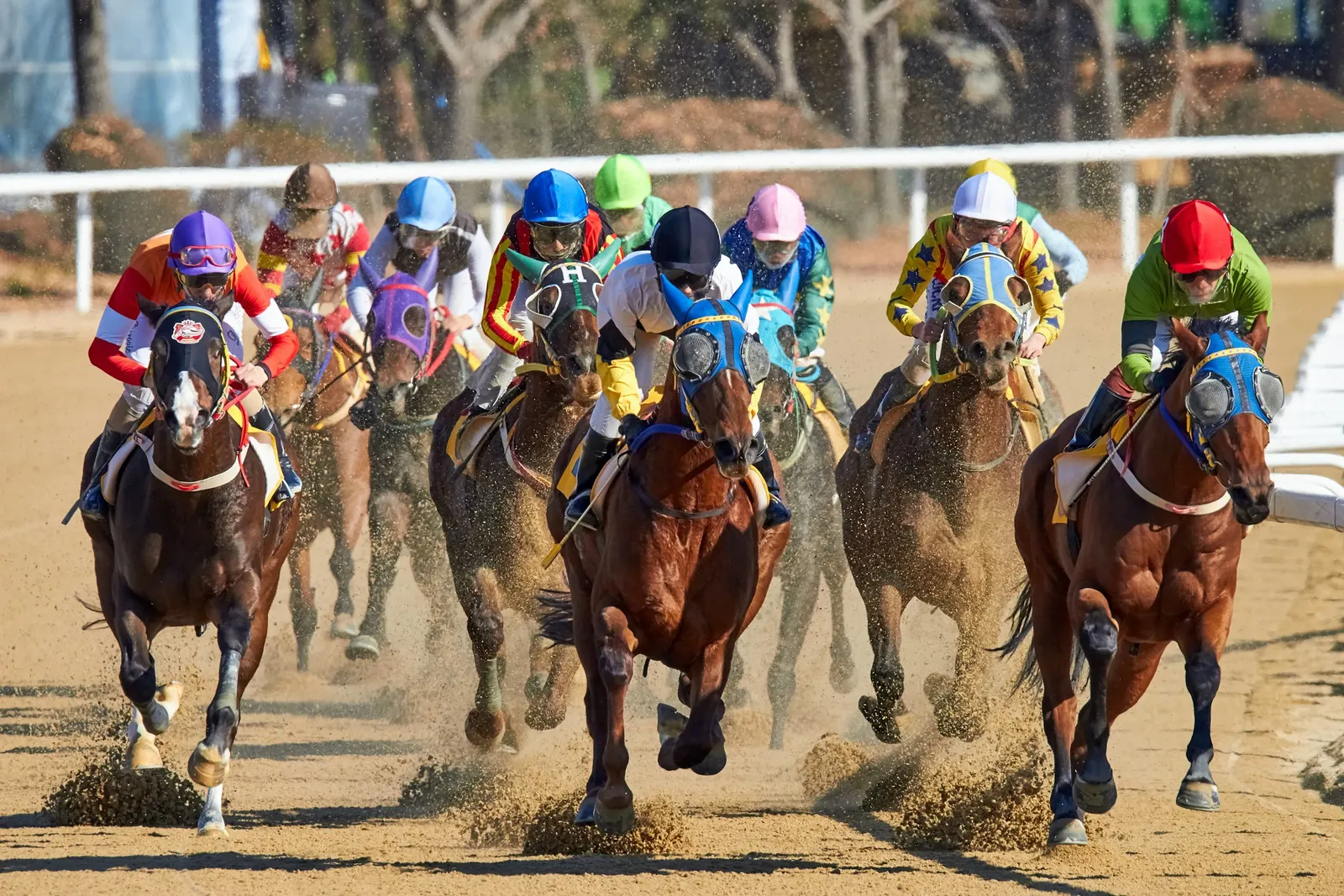 Horses racing on the turf